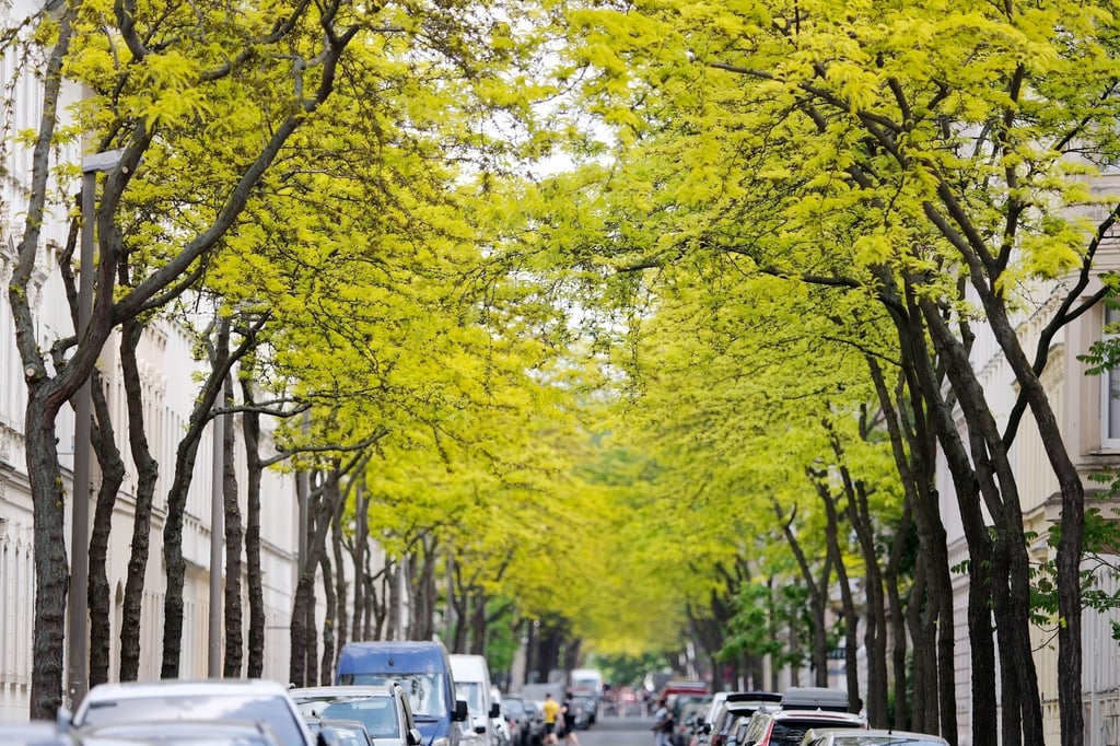 Frisches Grün der jungen Triebe der Gleditschien an einer Straße im Osten der Stadt.