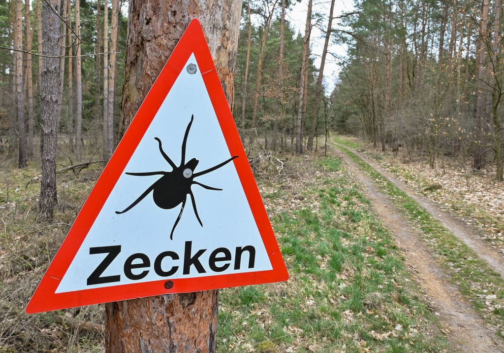 Zeckenbisse haben in Sachsen-Anhalt zugenommen. Dabei werden auch die Krankheiten Borreliose und FSME übertragen. Symbolbild:
