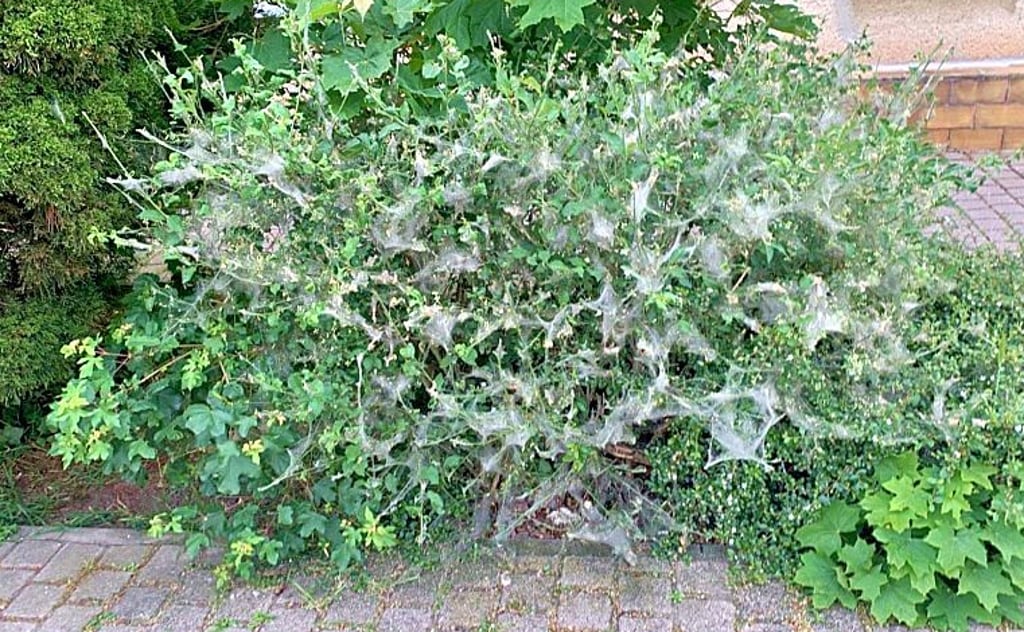 Der befallene Busch in der Hohen Straße in Zörbig.