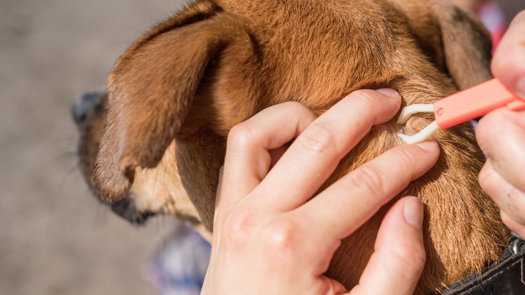 Hunde und Katzen bringen nicht selten Zecken mit nach Hause. Mit einer Pinzette können die kleinen Biester entfernt werden. Doch was, wenn der Kopf stecken bleibt?