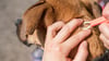 Hunde und Katzen bringen nicht selten Zecken mit nach Hause. Mit einer Pinzette können die kleinen Biester entfernt werden. Doch was, wenn der Kopf stecken bleibt?