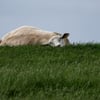 Schafskälte: Droht Sachsen-Anhalt ein Kälteeinbruch im Juni?