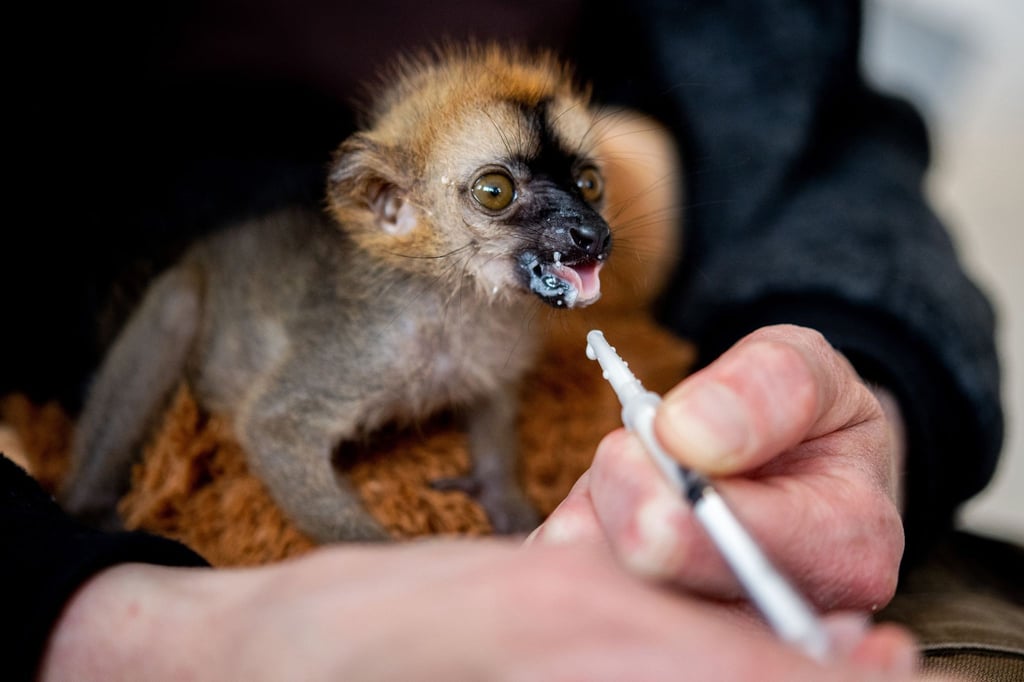Tierpflegerin Marina Johannhardt füttert den jungen Rotstirnmaki „Floki“ im Jaderpark mit Milch.