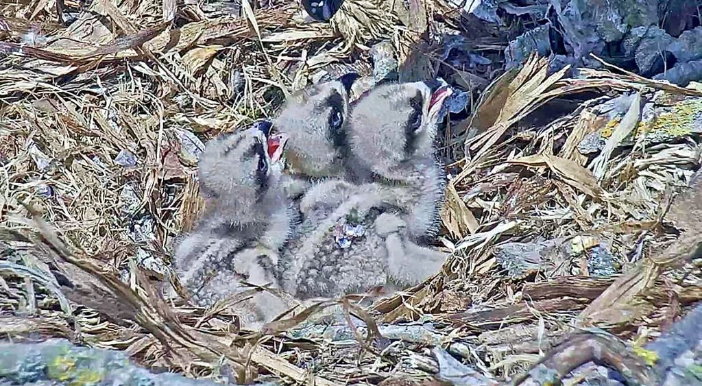 Drei Fischadlerküken sind im Schlaitzer Horst geschlüpft.