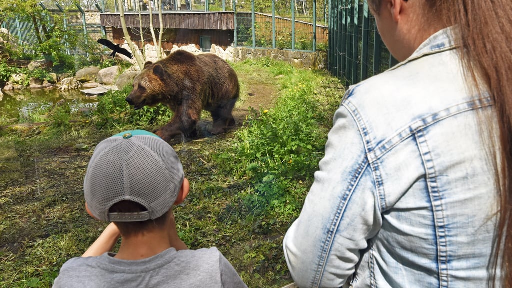 Zum Kindertag in den Zoo Aschersleben? Die Braunbären Mette und Bambam sind bereit.