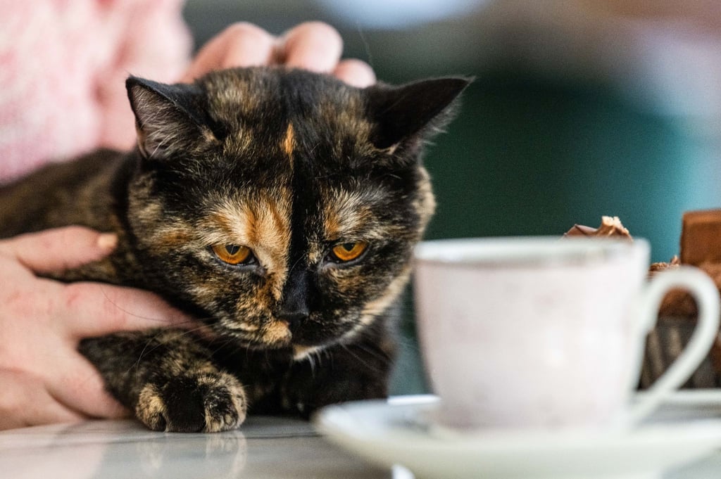 Katze „Elfriede“ lässt sich auf dem Schoß von Franziska Müller streicheln. Die Gäste können bei ihrem Besuch ihre Speisen und Getränke in Gesellschaft von sechs Britisch-Kurzhaar-Katzen einnehmen.
