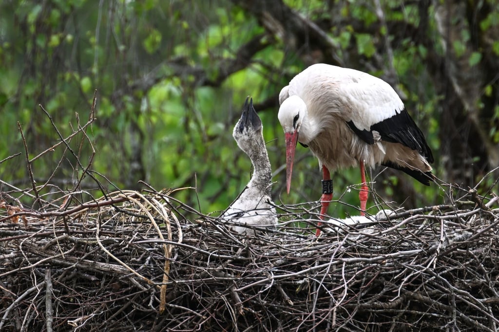 Ein Storch und sein Nachwuchs stehen in ihrem Horst.