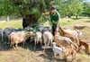 Landwirt Stephan Frank hält seit diesem Jahr eine Muttertierherde der Schafrasse Nolana. Über Blätter von Bäumen freuen sich die Tiere besonders.  