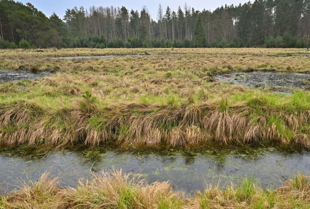 Umwelt Welttag der Moore Warnung vor Zerstörung durch Autobahnbau