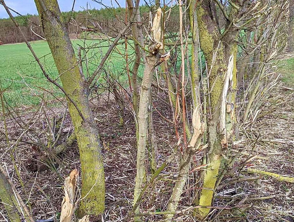 Die Hecke bei Klötze nach der „Pflegemaßnahme“, die offensichtlich völlig fehlgeschlagen ist.