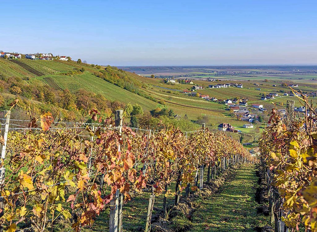 Der Weinanbau steht im Südburgenland hoch im Kurs.