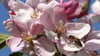 Eine Biene bedient sich im mecklenburgischen Gnoien an einer Apfelblüte.