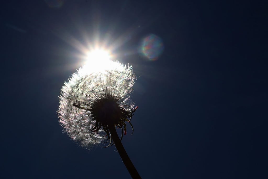 Ein verblühter Löwenzahn steht auf einer Wiese im Sonnenschein.