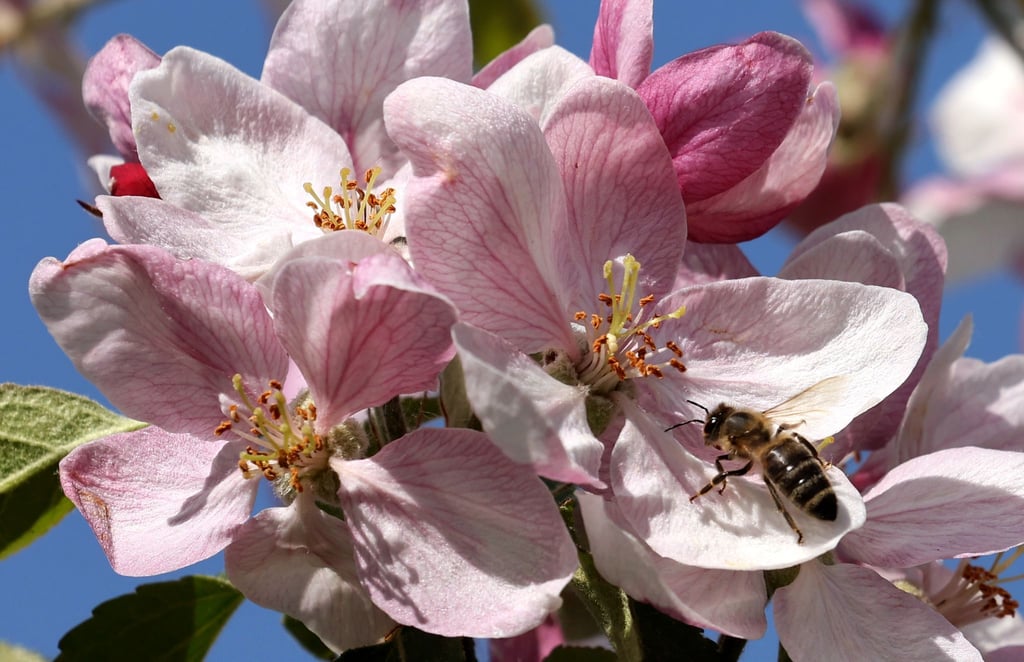 Eine Biene bedient sich im mecklenburgischen Gnoien an einer Apfelblüte.