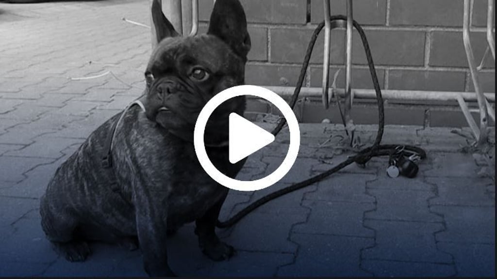 Kleine Rassehunde, wie diese französische Bulldogge, sind bei Hundedieben besonders gefragt.