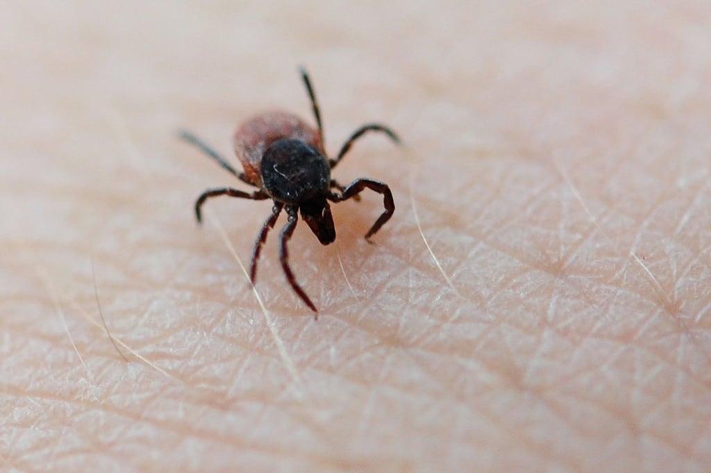 Lange war von Zeckenbissen die Rede. Um Blut zu saugen, stechen die Spinnentiere aber eher zu.