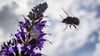 Eine Wildbiene fliegt vor dem leicht bewölkten Himmel auf blaue Salbeiblüten zu.