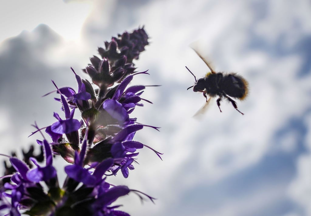 Eine Wildbiene fliegt vor dem leicht bewölkten Himmel auf blaue Salbeiblüten zu.