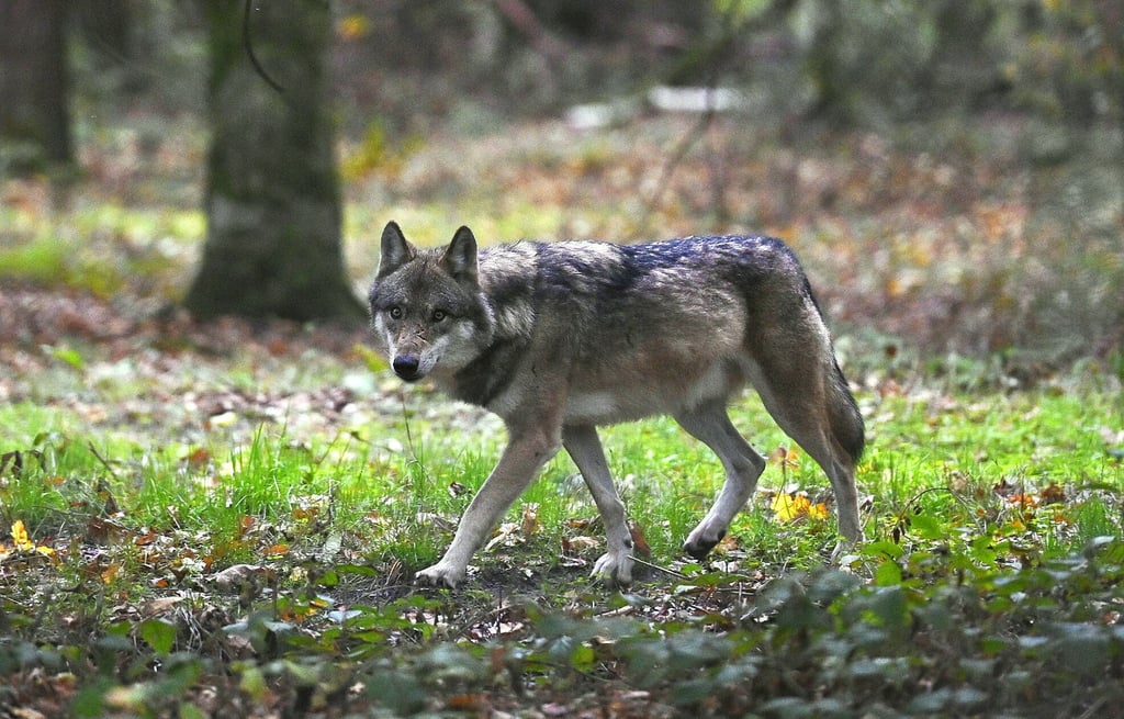 Vereinzelt wurden bereits Sichtungen von Wölfen in der Region vermeldet. Die Populationen in Sachsen-Anhalt und angrenzenden Bundesländern wachsen jährlich, kommt der Wolf auch ins Bördeland?