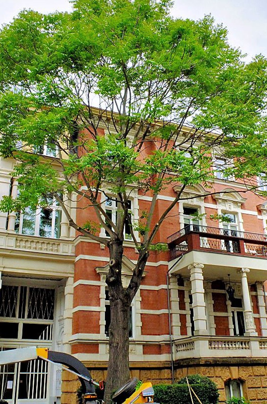 Die Stadt musste einen Baum in der Lafontainestraße beschneiden.