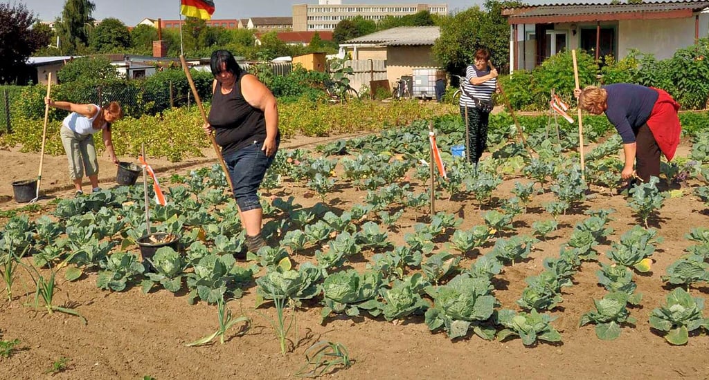 Die beiden Klötzer Tafelgärten werden zwar bewirtschaftet, allerdings nicht mehr über das Jobcenter des Altmarkkreises.