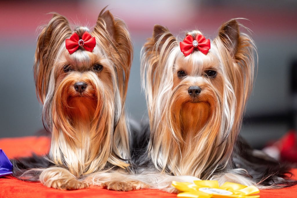 Zwei Yorkshire Terrier auf der Rassehunde- und Rassekatzen-Ausstellung auf der Messe Erfurt.
