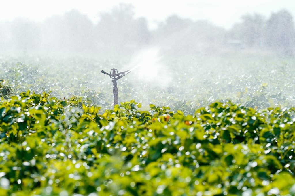 Eine Bewässerungsanlage versprüht Wasser auf einer Ackerfläche bei Beindersheim in Rheinland-Pfalz.