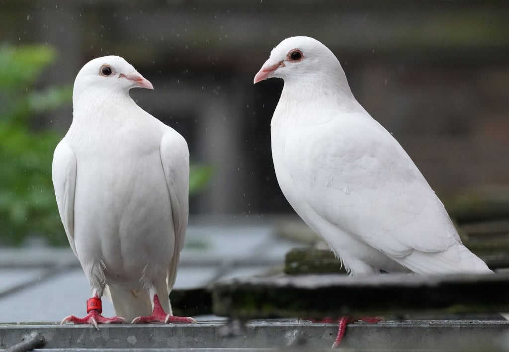 Für viele gehören weiße Tauben zu einer Hochzeit dazu.