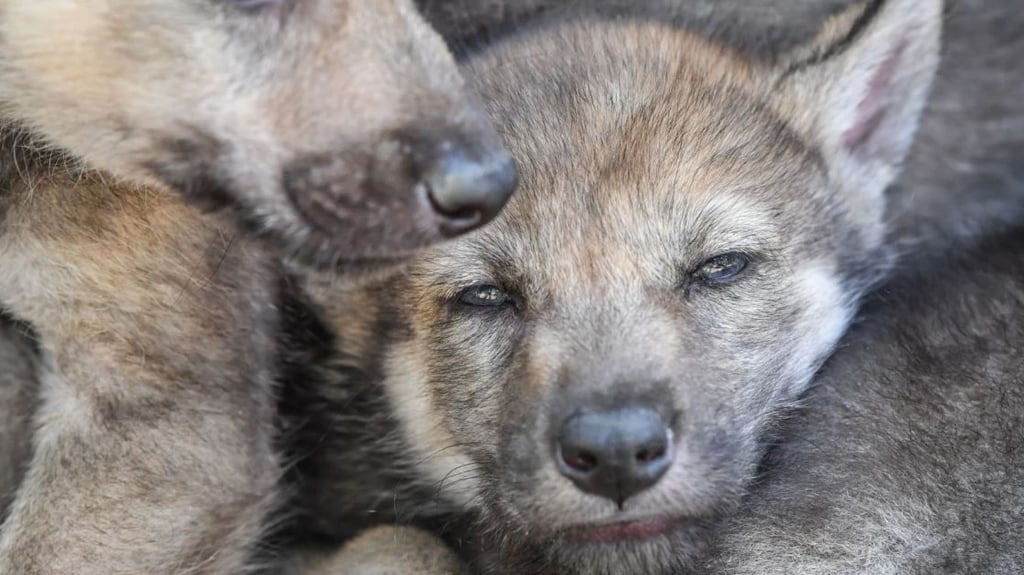 Tödlich infiziert: Wolfswelpen in Sachsen-Anhalt haben kaum Chancen, eine Infektion mit der Räude zu überleben. Symbolbild:
