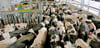 Anstehen zum Melken: Was für die Kühe in Grabo Alltag ist, wird  von den Besuchern in der Milchviehanlage in Grabo  am Tag der offenen Tür  gespannt beobachtet.