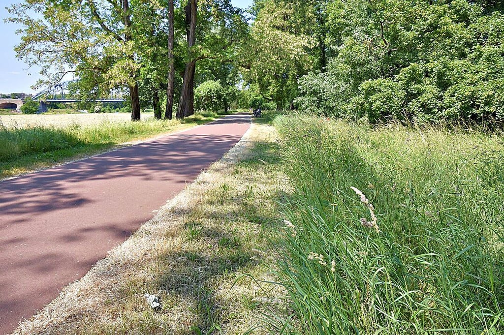 Die Randbereiche sind gemäht. Dahinter darf das Gras teils noch sprießen. Blick auf den Niemeyerweg im Stadtpark in Magdeburg.