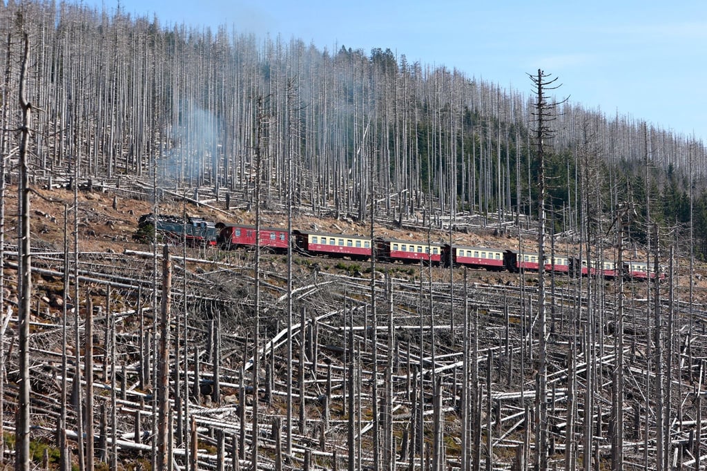 Ein Zug der Harzer Schmalspurbahn fährt durch abgestorbene Fichtenwälder zum Brocken hinauf.