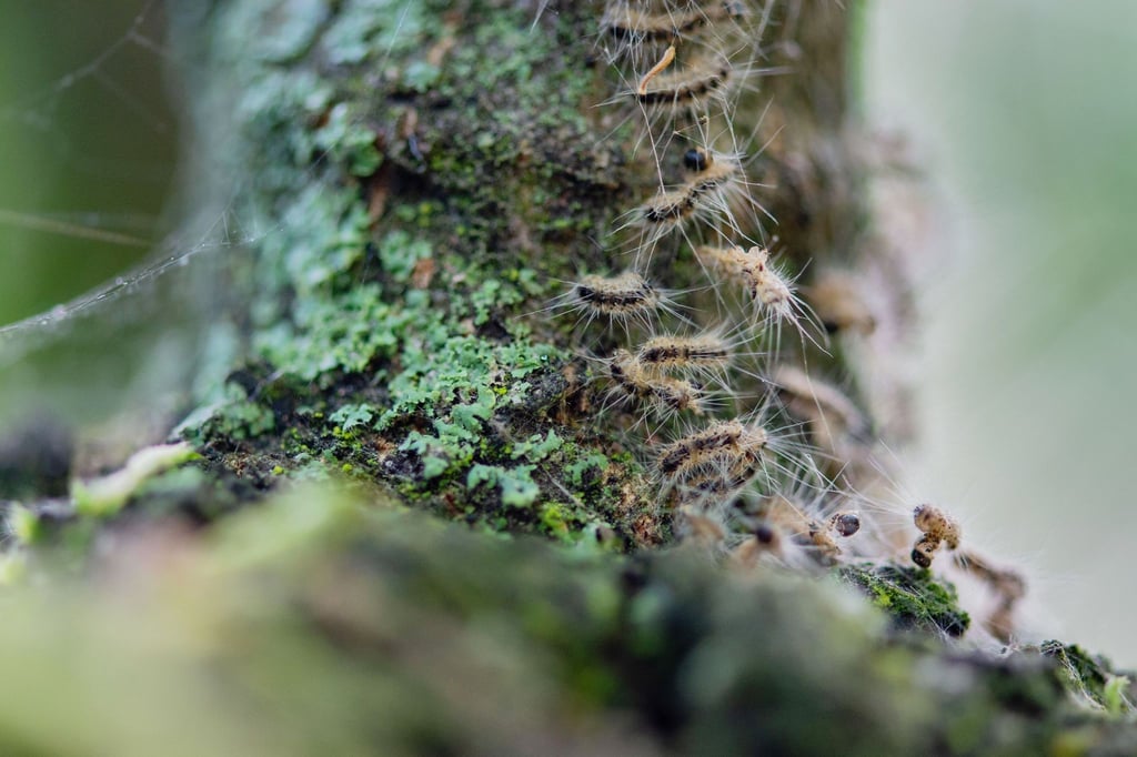 Raupen des Eichenprozessionsspinners in ihrem Nest auf einem Baum.