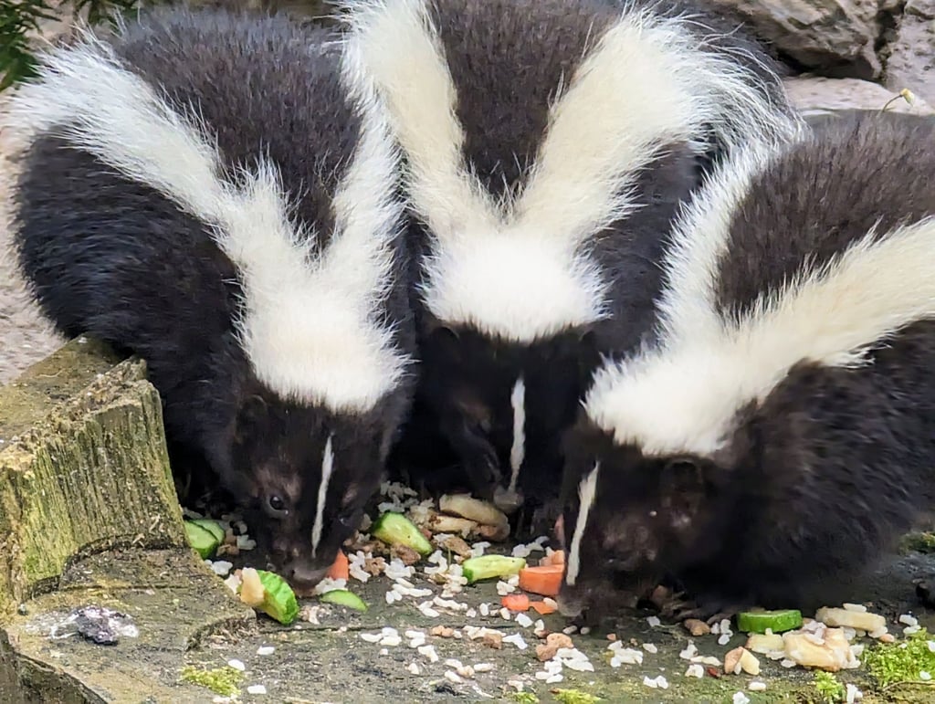 Von den drei im April entflohenen Stinktieren im Heimatnaturgarten Weißenfels sind nur zwei wieder aufgetaucht. Die Suche nach dem Dritten wird jetzt eingestellt. Und auch die andern zwei könnten den Tierpark in Zukunft verlassen müssen.