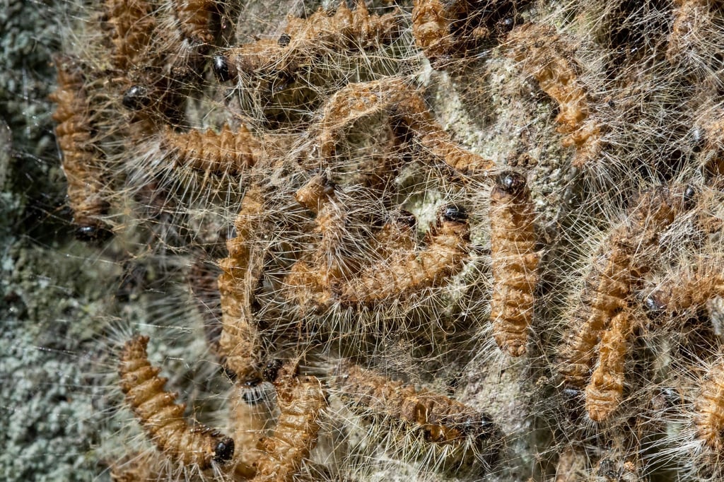 Eichenprozessionsspinner in ihrem Nest auf einem Baum.