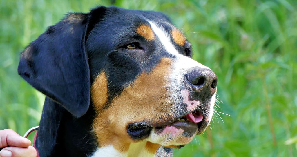 Eine Bad Lauchstädterin hat den schönsten Hund von Obhausen. Mila heißt die Hündin. Sie trainiert regelmäßig auf dem Areal des Hundesportvereins.