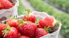 Erdbeeren sollten vor dem Verzehr gut gewaschen werden.