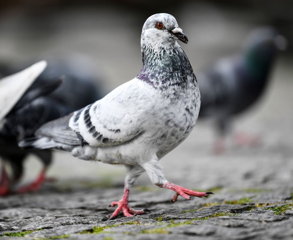 Stadttauben sehen sehr unterschiedlich aus. Immer wieder sorgen entflogene Zuchttauben für Variation im Genpool.