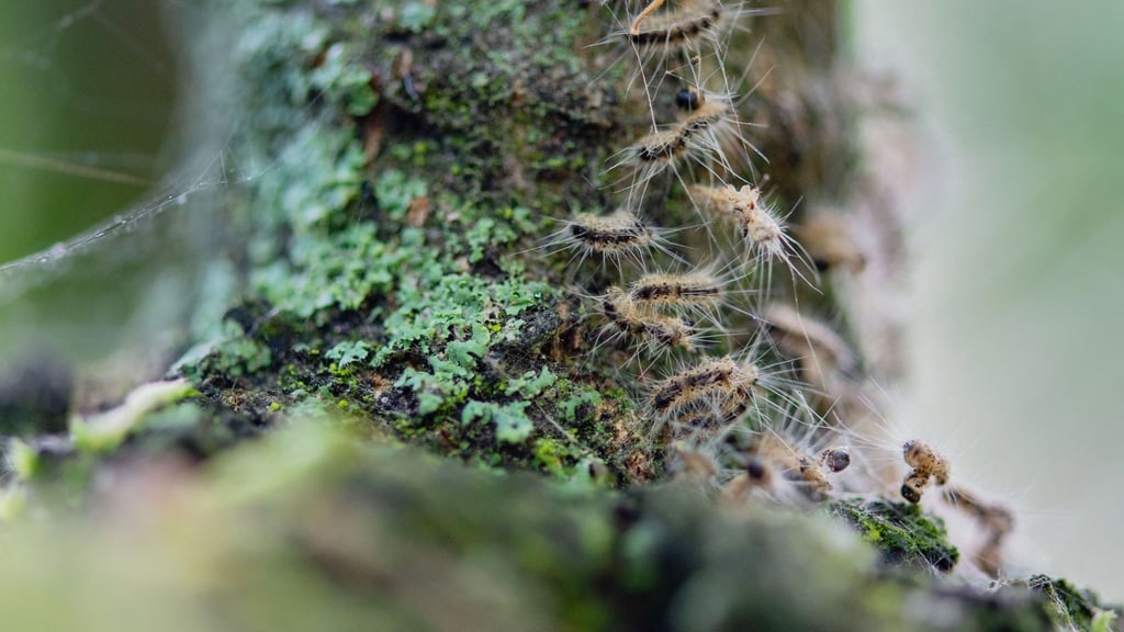 Raupen des Eichenprozessionsspinners in ihrem Nest auf einem Baum.