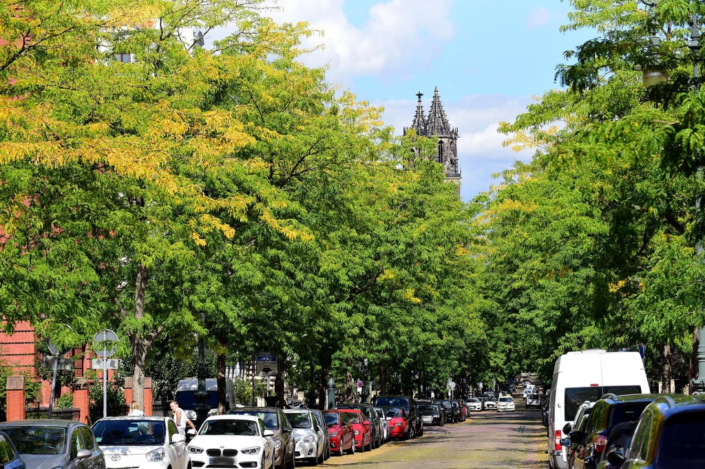 Baumpracht mit Domblick in der Magdeburger Hegelstraße. Straßenbäume stehen in der Landeshauptstadt generell unter Schutz, dennoch sind Fällungen Alltag, zum Beispiel wegen Bauarbeiten. Die neue Baumschutzsatzung verlangt bis zu fünf neue Bäume für ein gefälltes Exemplar.