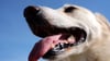 Durchs Hecheln regulieren Hunde ihre Körpertemperatur.