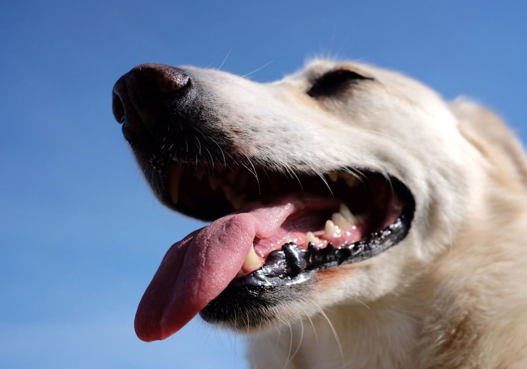 Durchs Hecheln regulieren Hunde ihre Körpertemperatur.