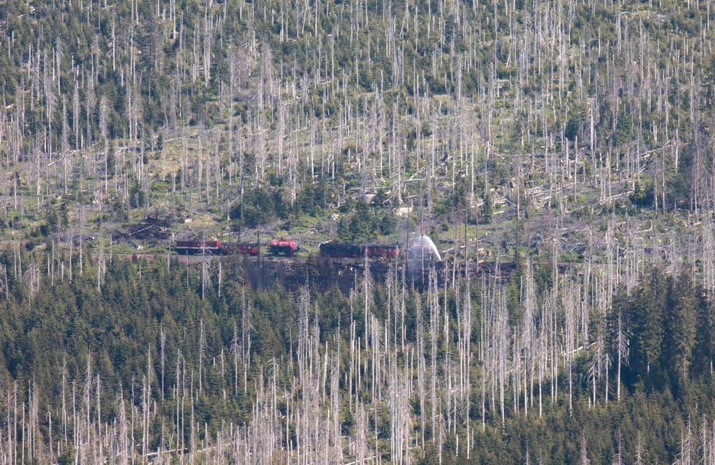 Ein Kesselwagen der Harzer Schmalspurbahnen GmbH HSB fährt ins Waldbrandgebiet am Brocken.
