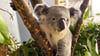 Koala Yuma ist neu im Zoo Leipzig. Er kommt aus Duisburg und soll in Leipzig für Nachwuchs sorgen.