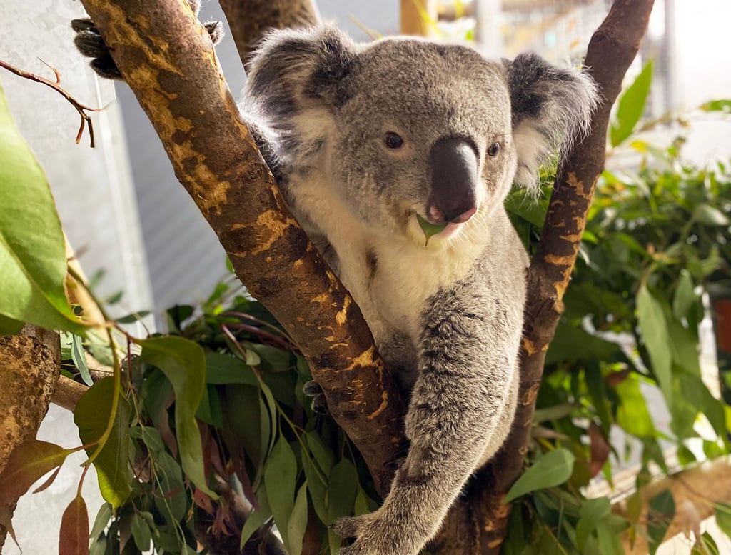 Koala Yuma ist neu im Zoo Leipzig. Er kommt aus Duisburg und soll in Leipzig für Nachwuchs sorgen.
