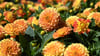 Dahlien sind beliebte Sommerblumen im Garten.