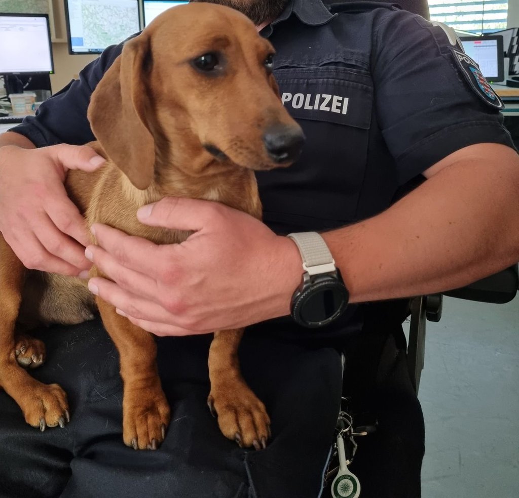 Die Autobahnpolizei kümmerte sich liebevoll um die Dackeldame von der A9.