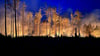 Flammen erhellen am späten Abend ein Waldstück nahe Jüterbog.