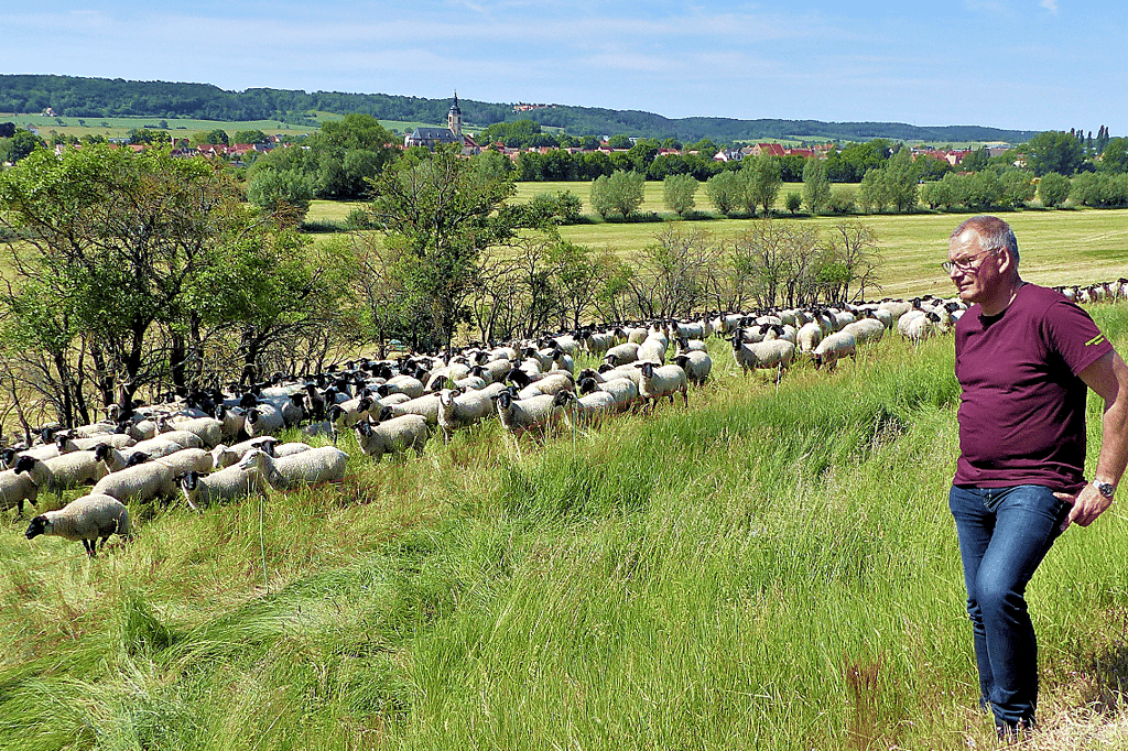 Zur Flurfahrt zeigt Vorstandsmitglied Olaf Heinrich auch die über tausend Schafe der Genossenschaft auf den Wiesen bei Weischütz.