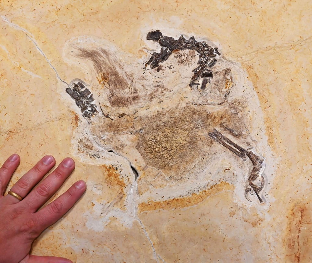 Im Staatlichen Museum für Naturkunde Karlsruhe wird das Fossil eines „Ubirajara jubatus“ Sauriers gezeigt. Das wohl unrechtmäßig nach Baden-Württemberg gebrachte Fossil ist inzwischen zurück in Brasilien.